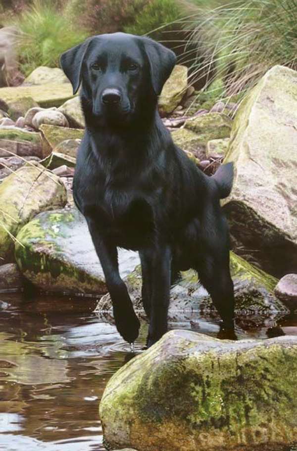 在沒有養(yǎng)狗經(jīng)驗(yàn)的情況下養(yǎng)狗確實(shí)需要慎重的考慮，