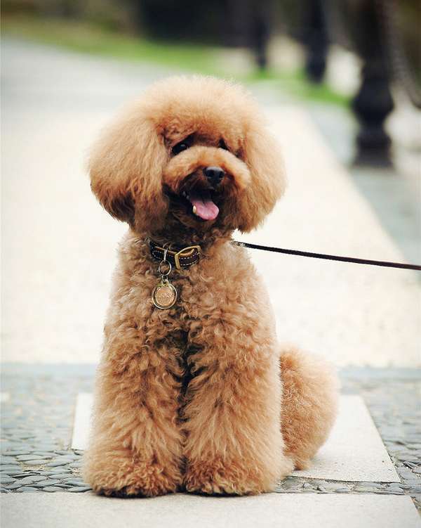 在沒有養(yǎng)狗經(jīng)驗(yàn)的情況下養(yǎng)狗確實(shí)需要慎重的考慮，