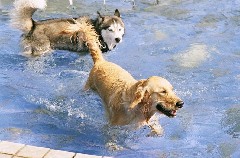 拉布拉多和金毛區(qū)別？三點完美區(qū)分