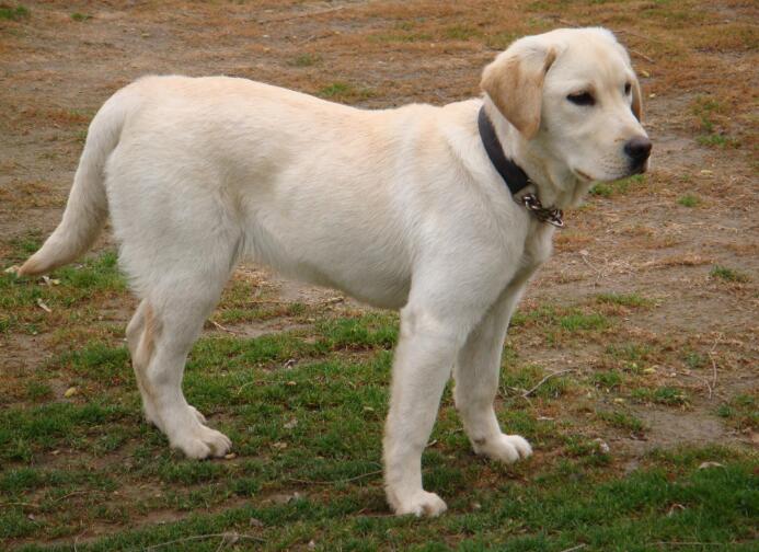 拉布拉多和金毛區(qū)別？三點完美區(qū)分