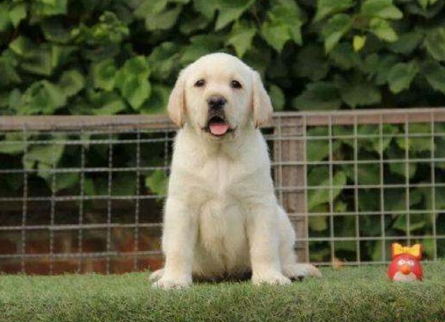 拉布拉多和金毛區(qū)別？三點完美區(qū)分